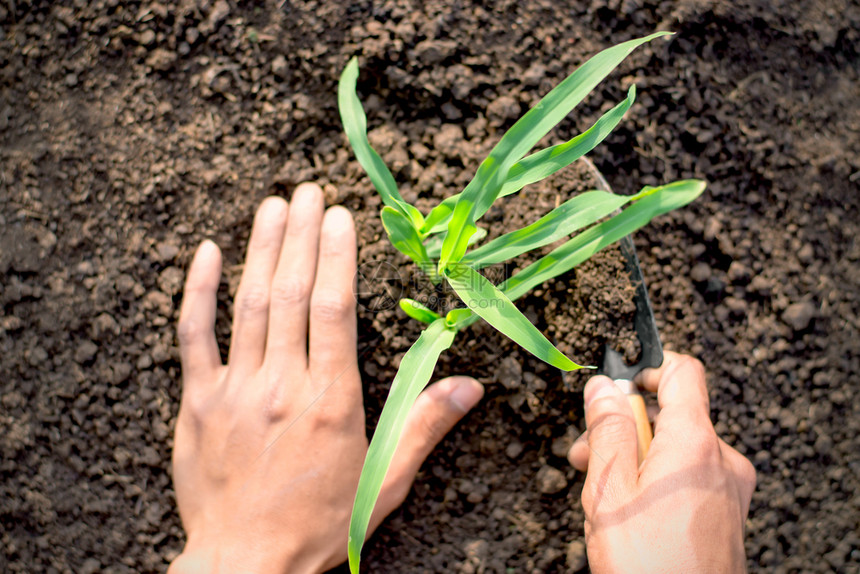 男人的手把土壤铲到从肥沃的土壤中生长玉米幼苗上农业概念是森林树年轻的图片