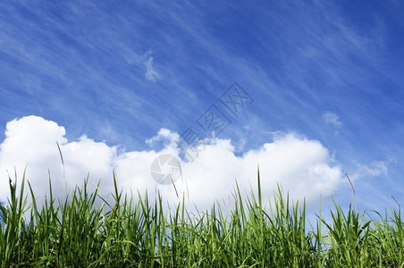青绿草阳光灿蓝的天空春生态夏图片