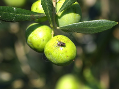 食物橄榄果危险昆虫精细苍蝇危险的加害者图片
