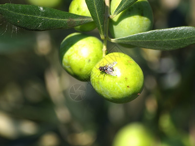食物吸吮树橄榄果危险昆虫精细苍蝇图片