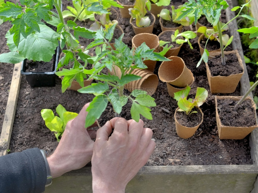 种植修补一个小方形菜园的泥炭盆里幼苗园丁拿着一个小方形菜园的泥炭盆里幼苗蔬菜图片