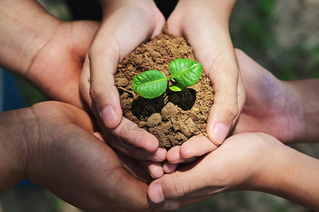 在土壤生态环境概念上三只手保护和照料小树的土生态环境概念关心发芽自然图片