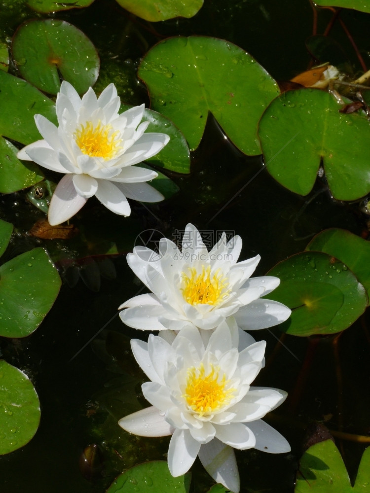 美丽的白色莲花图片