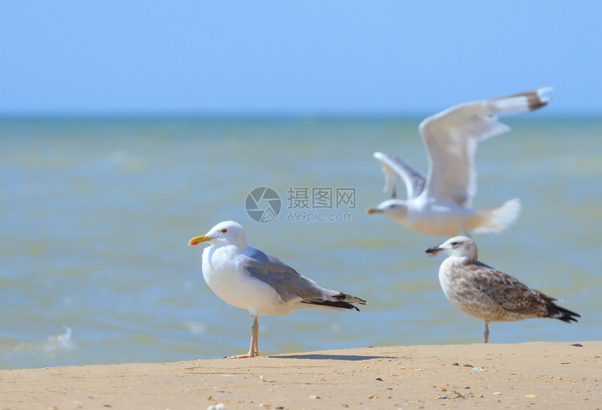 美丽的海鸥在沙中对行走鸟类学野生动物图片