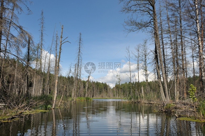 分支机构有湖和树木的风景蓝天空有云河边涟漪图片