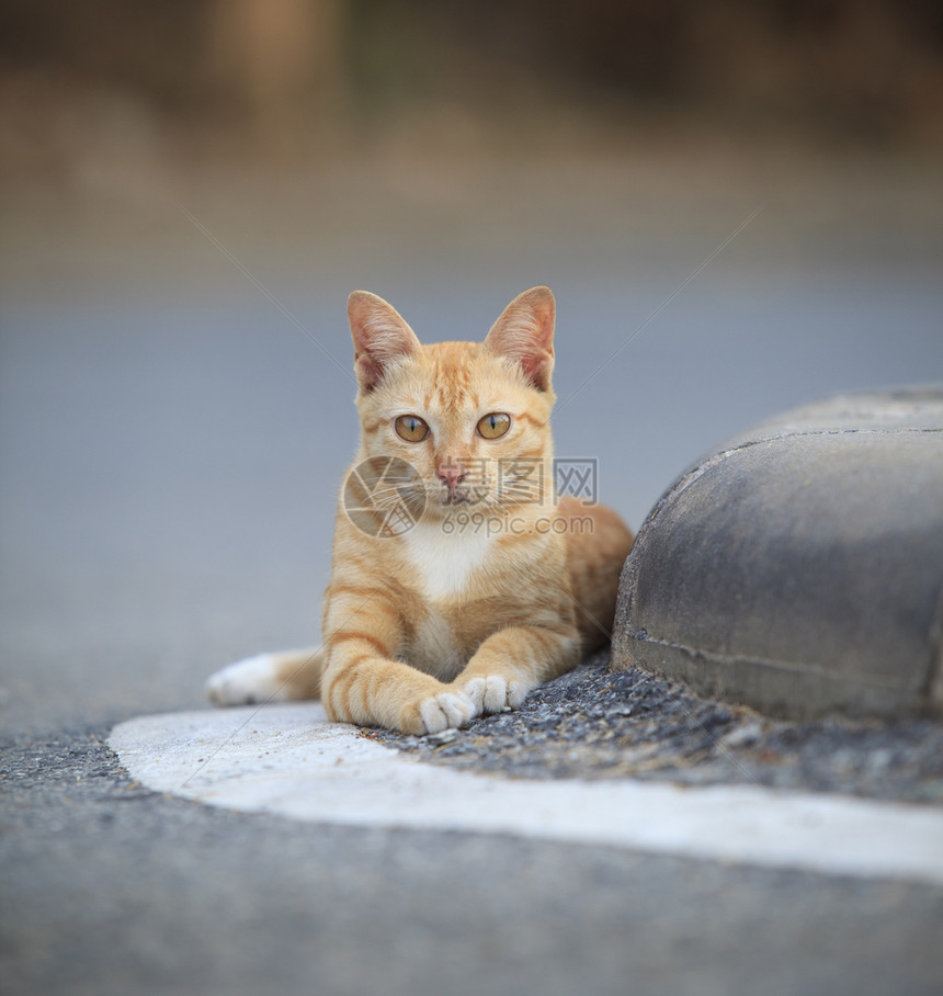 躺在地上的猫咪图片