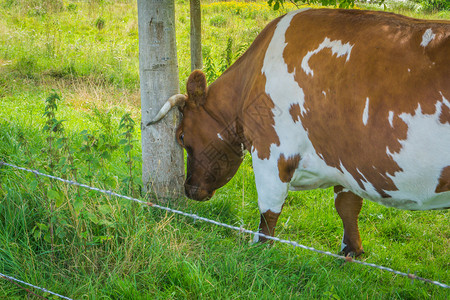 牛头擦火花哺乳动物女农村棕褐牛头撞树干背景