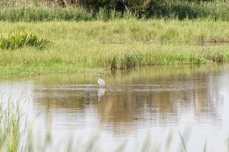 水环境在湿地捕捞海隆灰色的图片