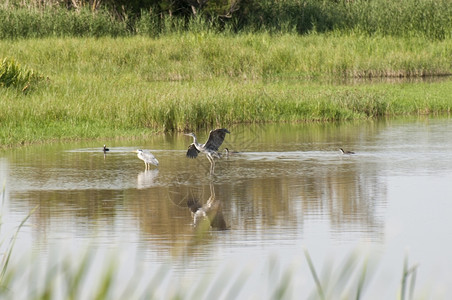 池塘鸟美丽的在湿地捕捞海隆图片