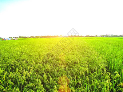 景观天空稻田蓝色的图片
