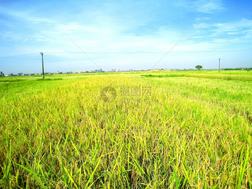 稻田泰国食物农场图片