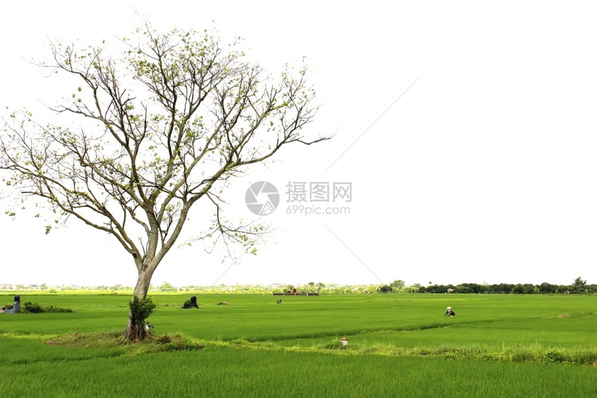 绿色稻田旅行乡村的图片