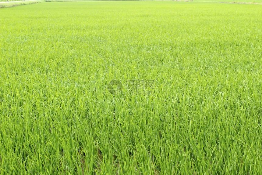 稻田食物粮谷图片