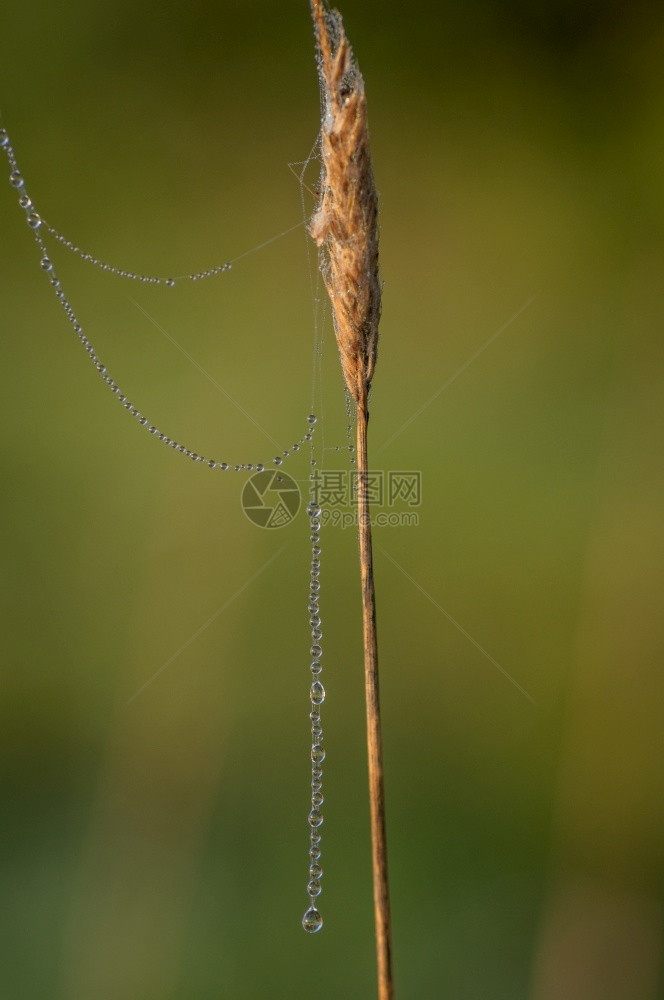 网络自然紧闭着美丽的蜘蛛网线覆盖在清晨露的水下从干草上悬吊到模糊的绿色背景绞刑图片