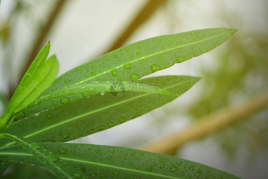 花的绿叶上滴下雨水绿色叶的自然观墙纸子图片