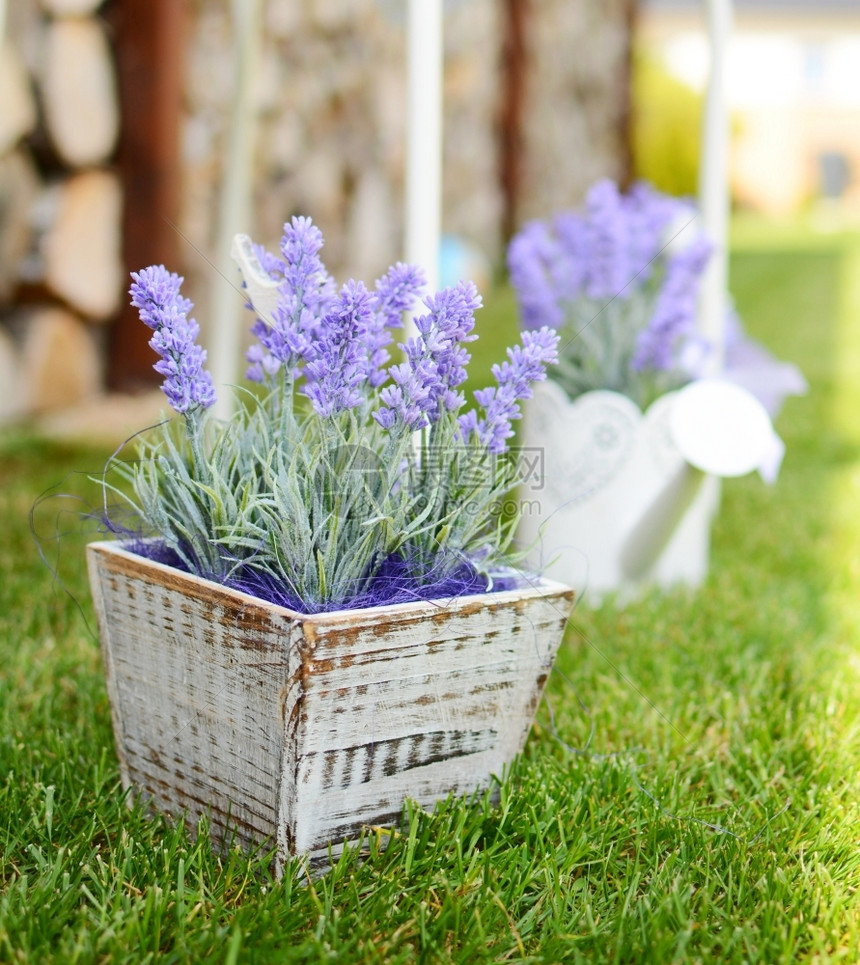 装饰风格植物生活放在花园的草地上木制锅中用紫色涂料图片