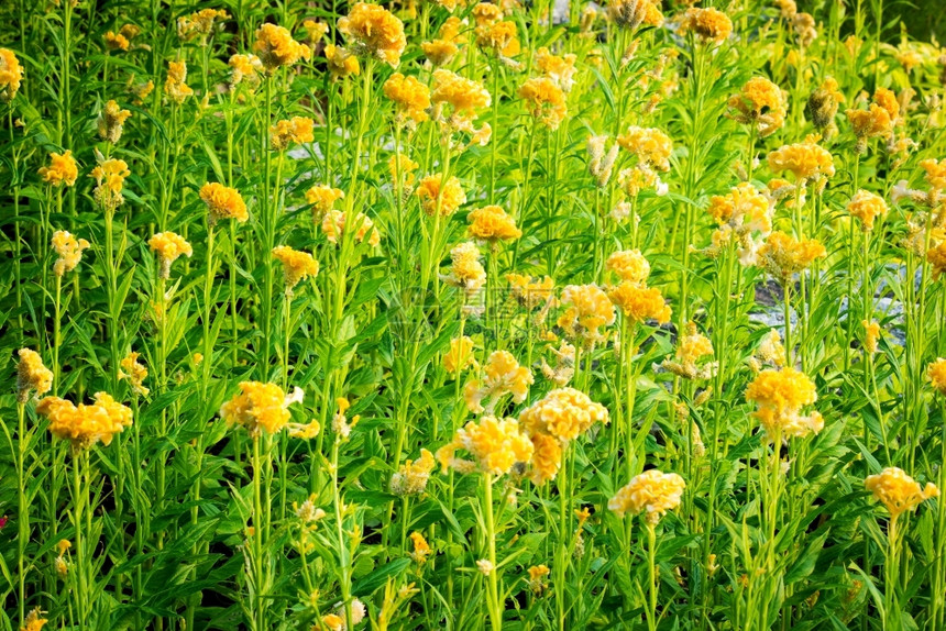 花束的春天背景有美丽的黄花春夏瓣图片