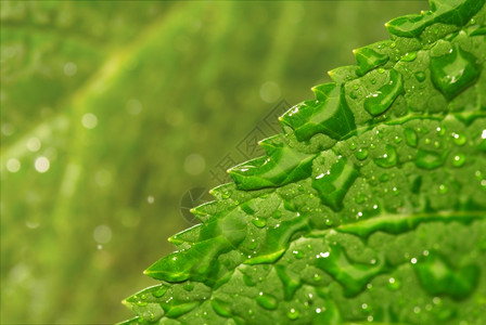 绿色透明叶与雨滴A关闭有机的图片