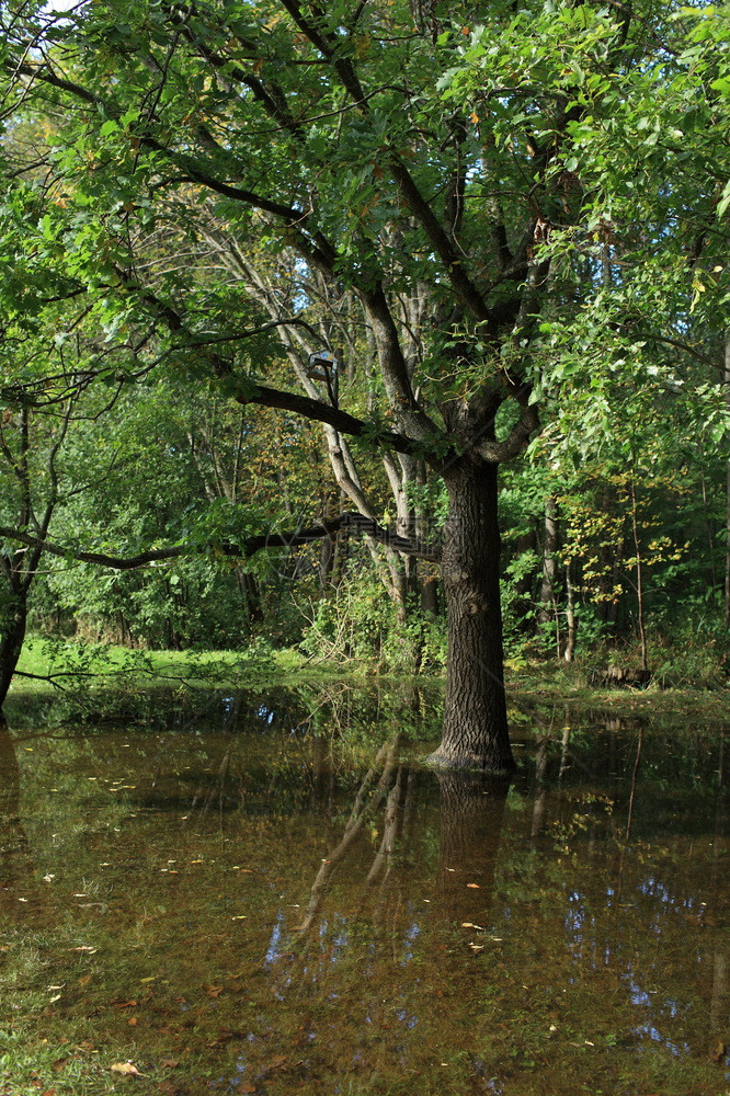 洪水过后森林被淹美丽的景观被淹没叶子如画天图片
