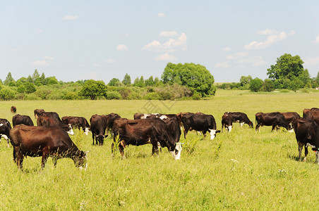 绿色动物牧场牛群在阳光明媚的夏日绿草原上放牧图片