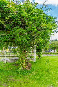 屋植物公园里的豆树快关门了场景背景图片