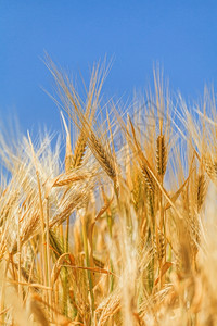 黄色的面包食物以小麦的耳朵对准天空图片