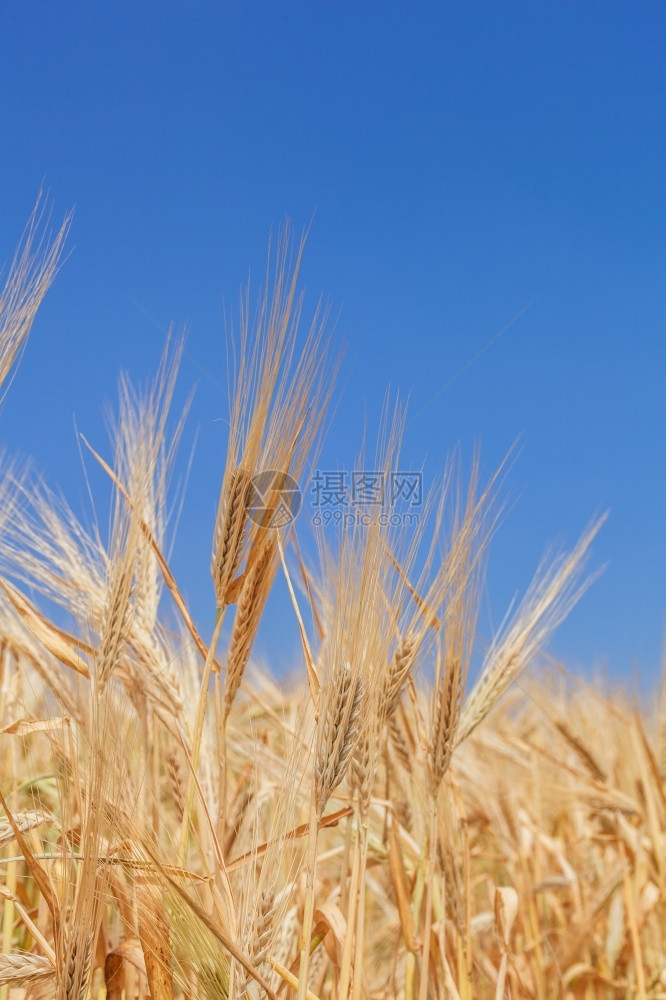 以小麦的耳朵对准天空植物稻草食图片