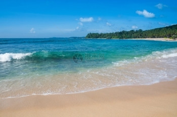 自然印度洋边缘南部省斯里兰卡南部省亚洲有椰子棕榈金沙和绿宝石水的沙天堂海滩上的绿色浪潮旅行异国情调图片