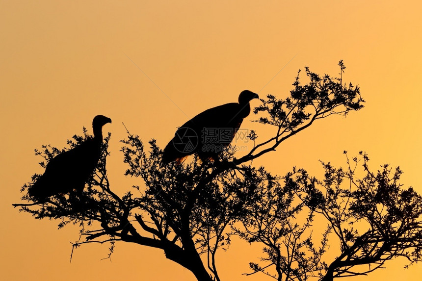 清道夫南非日落时正对着橙色天空身处一棵树的木影中动物群鸟类图片