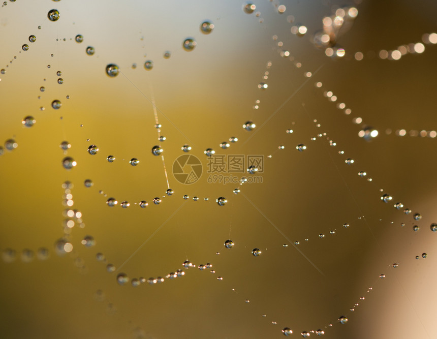 反射建造在蜘蛛网上滴下自然本底在蜘蛛网上珠子图片