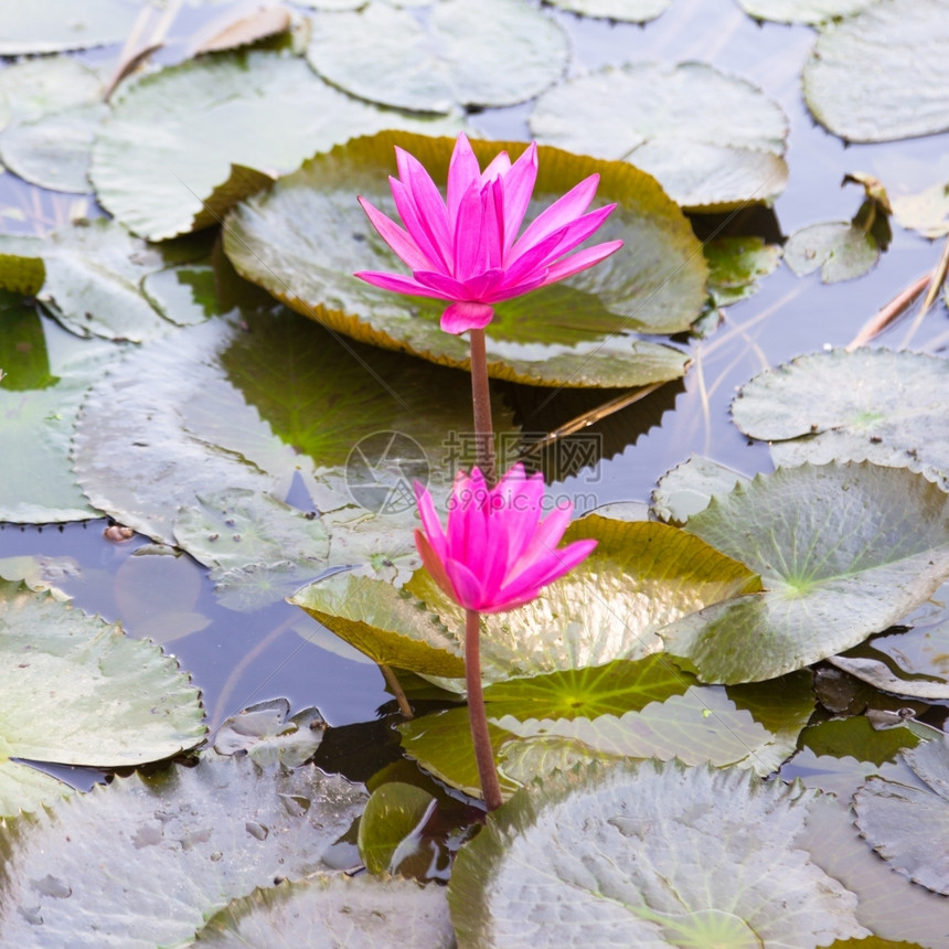 满的湖池塘中莲花多朵在池塘中的朵盛开百合图片