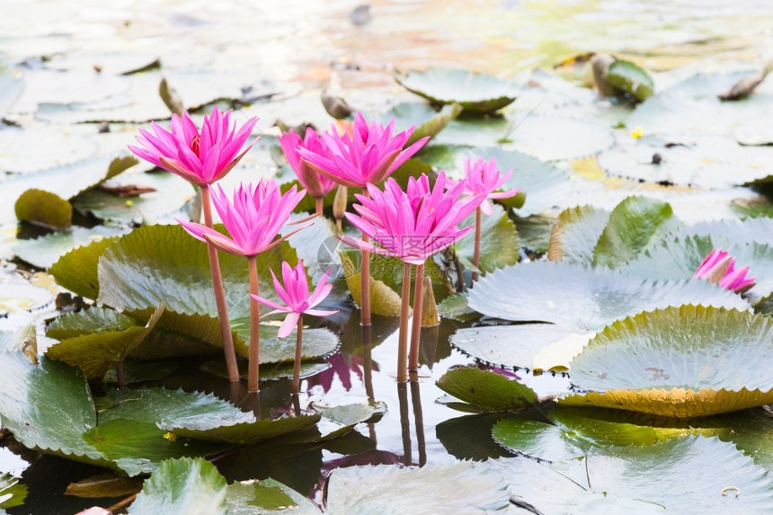 满的百合单身池塘中莲花多朵在池塘中的朵盛开图片