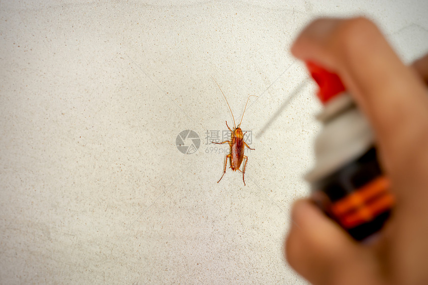 混凝土墙壁上的蟑螂和男人手上的蟑螂是注射杀虫剂来消除疾病死的漏洞图片