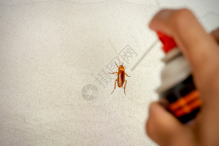 侵染混凝土墙壁上的蟑螂和男人手上的蟑螂是注射杀虫剂来消除疾病死的漏洞背景