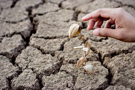 种子泥在干燥的陆地上播种年轻的芒树脂右手触动天气变了候图片