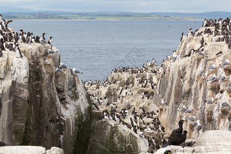 岛屿西鸟动物沿海悬崖上的大型蜂巢海鸟聚居区图片
