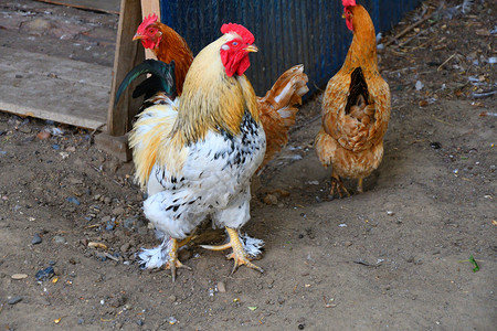 宠物公鸡夏天在农场的鸡户外图片