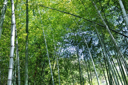 美丽的竹林风光图片