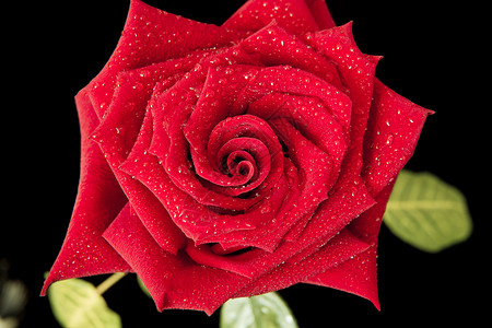 植物黑暗红玫瑰在露水滴中紧贴黑色背景红的飞沫图片