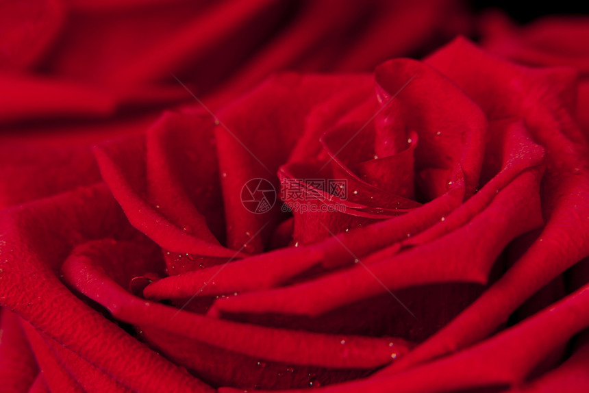 深红玫瑰背景露水紧接的滴子飞沫草葡萄酒图片