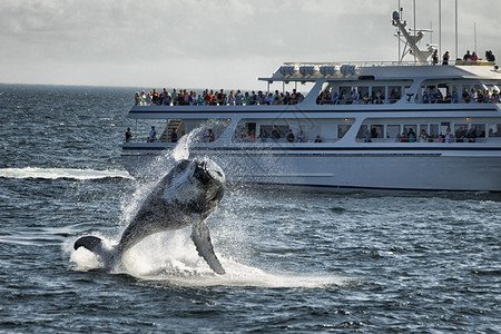 生活户外观看鲸鱼在船前冲水图片