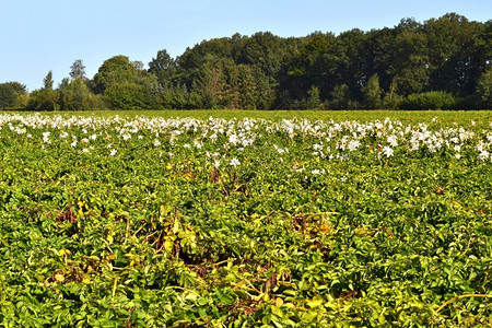 营养荷兰Zelhem的一个田地有土豆去年的百合也曾发生过浏览农村图片