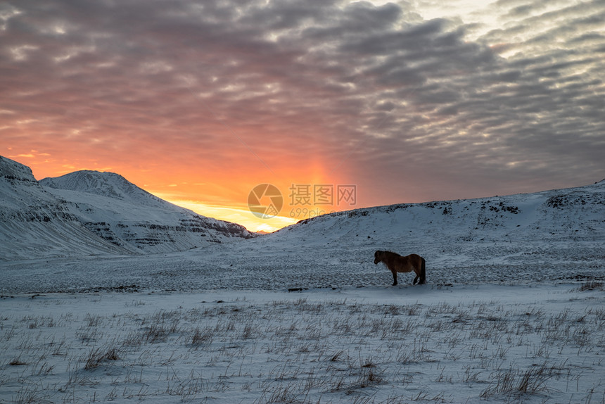 北欧的暮日落时在斯奈费尔森半岛山的马匹日落时在冰岛山上的冰岛马火图片