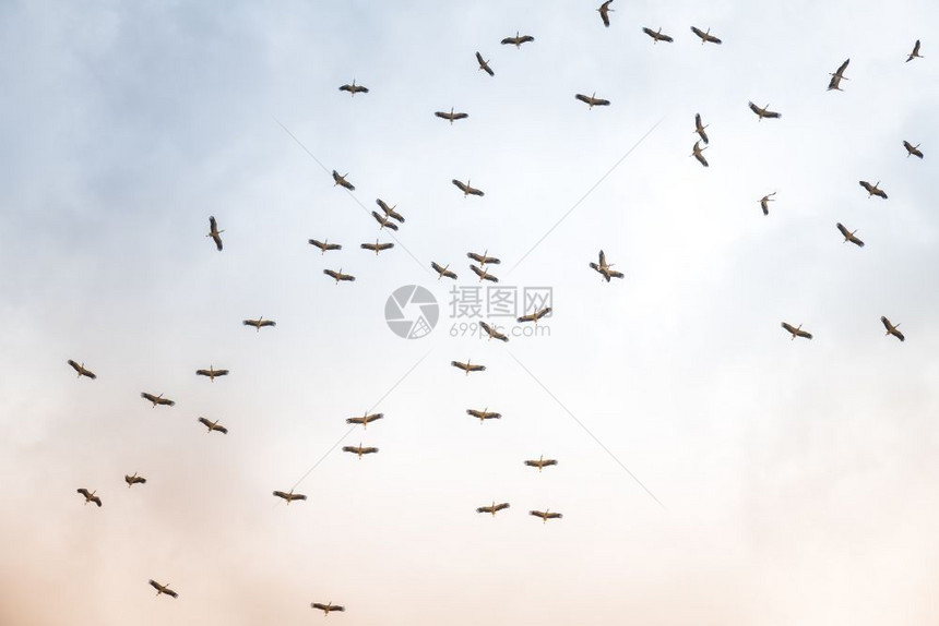 公园以色列内盖夫Negev一群迁徙的鸟在耕种田地上空飞过鸟类是泽西地区迁徙的鳕群农民主要害虫鹳自然图片