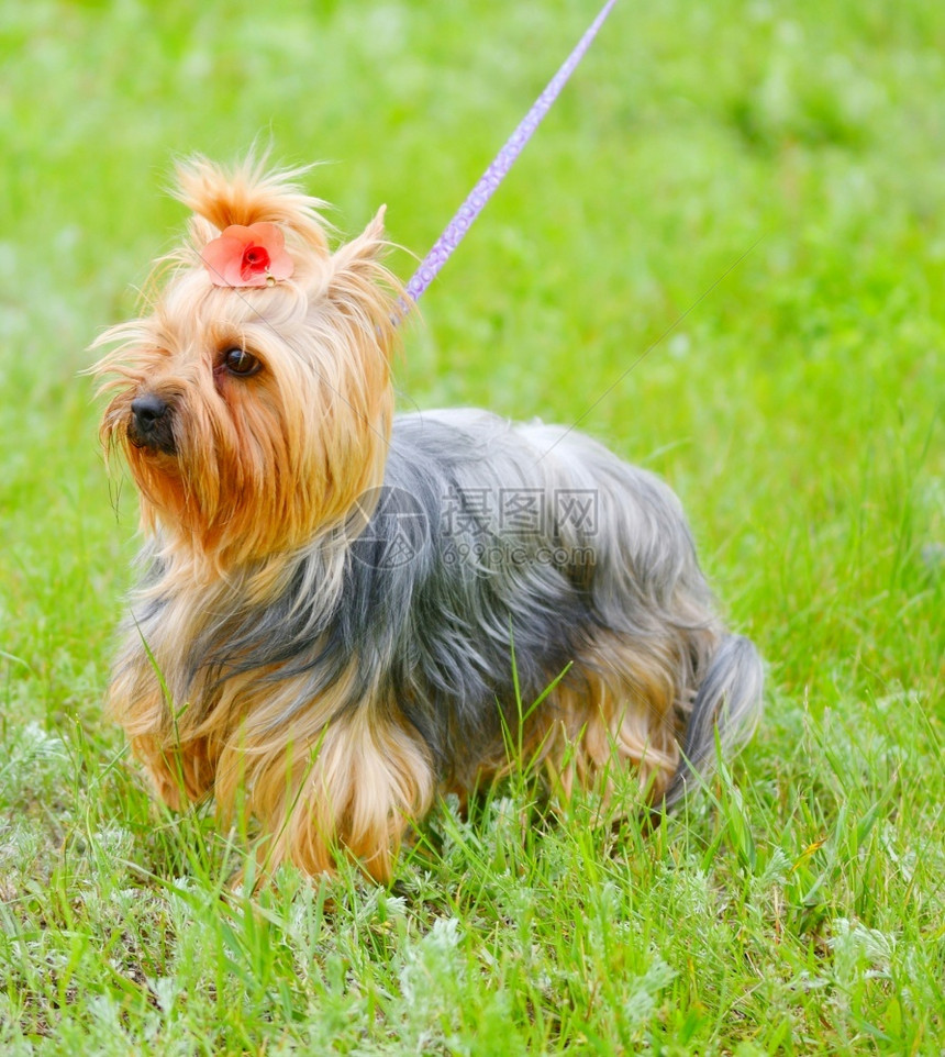 梗犬哺乳动物育狗约克郡泰瑞在夏日散步品种图片