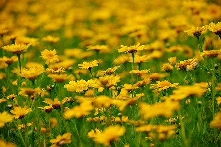 野花四月含有黄的夏季草原自然图片