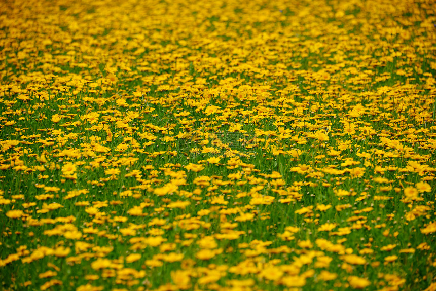 祝贺美丽含有黄花的夏季草原快乐图片