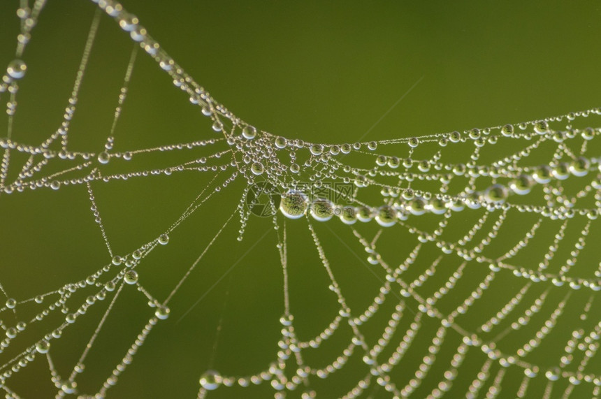 细节紧贴蜘蛛网的美丽蕾丝覆盖在清晨露水下在模糊绿色背景之下网络新鲜的图片
