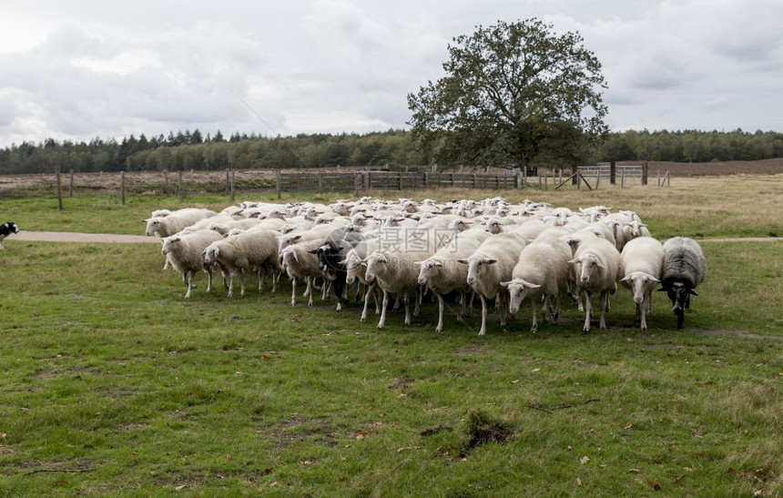 场地农田牧羊群在霍兰的田野放牧狗被控制很多的图片