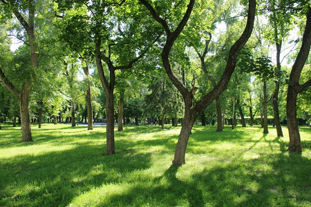 小路灌木丛美丽的公园有很多绿树美丽的城市公园有道路和绿树栗图片